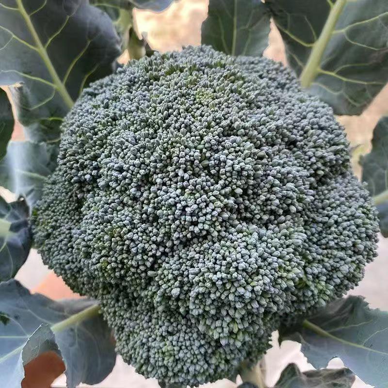 绿郎6518F1西兰花种子早熟杂交半直立球蕾翠绿粒细侧芽