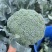 绿郎6518F1西兰花种子早熟杂交半直立球蕾翠绿粒细侧芽