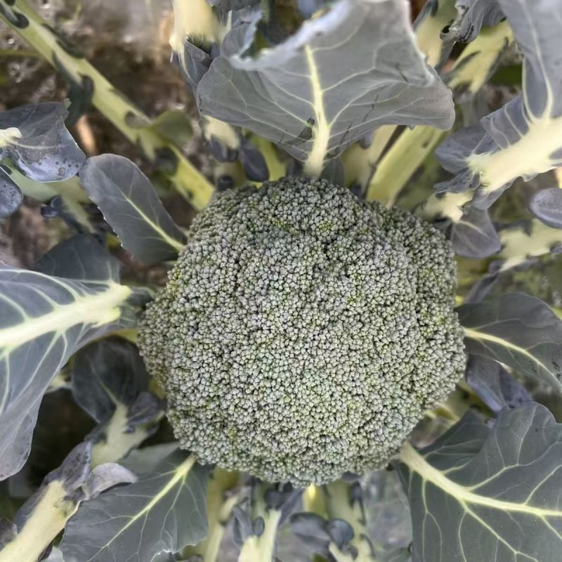 绿郎6518F1西兰花种子早熟杂交半直立球蕾翠绿粒细侧芽
