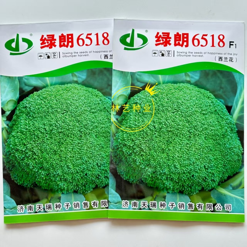 绿郎6518F1西兰花种子早熟杂交半直立球蕾翠绿粒细侧芽