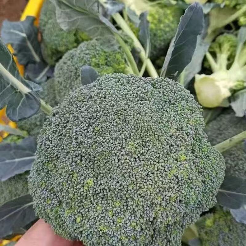 绿郎6518F1西兰花种子早熟杂交半直立球蕾翠绿粒细侧芽