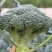 绿郎6518F1西兰花种子早熟杂交半直立球蕾翠绿粒细侧芽