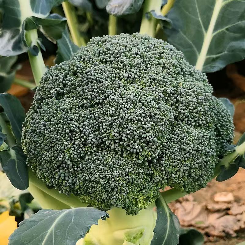 绿郎6518F1西兰花种子早熟杂交半直立球蕾翠绿粒细侧芽