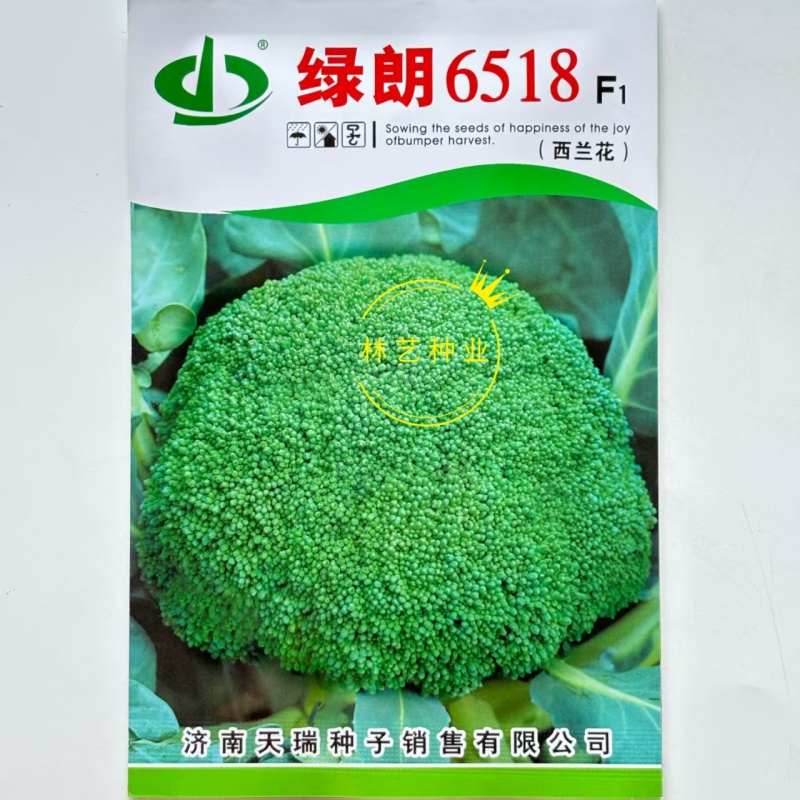 绿郎6518F1西兰花种子早熟杂交半直立球蕾翠绿粒细侧芽