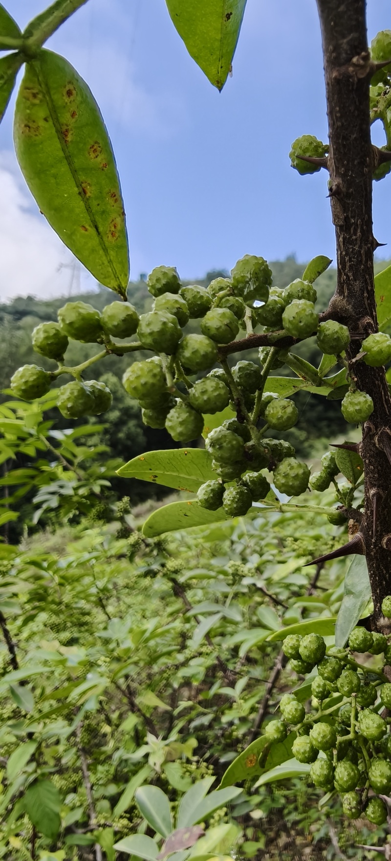 鲜青花椒