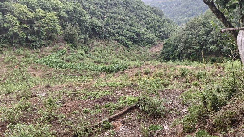 鲜青花椒