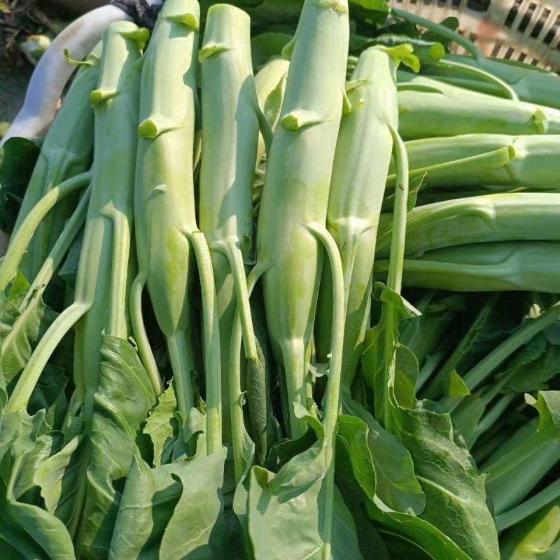 澄优香菇芥蓝种子苗粗大芯芥兰种籽孑四季秋季蔬菜秧苗高产菜