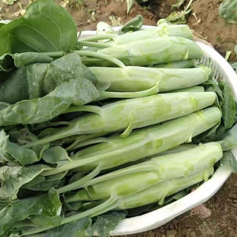 澄优香菇芥蓝种子苗粗大芯芥兰种籽孑四季秋季蔬菜秧苗高产菜