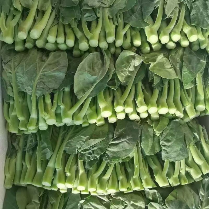 港种迟花甜脆芥兰种子大笋迟花芥蓝澄海粗条甜芥兰菜耐寒