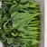 港种迟花甜脆芥兰种子大笋迟花芥蓝澄海粗条甜芥兰菜耐寒
