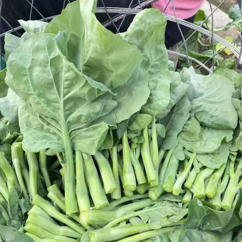 港种迟花甜脆芥兰种子大笋迟花芥蓝澄海粗条甜芥兰菜耐寒