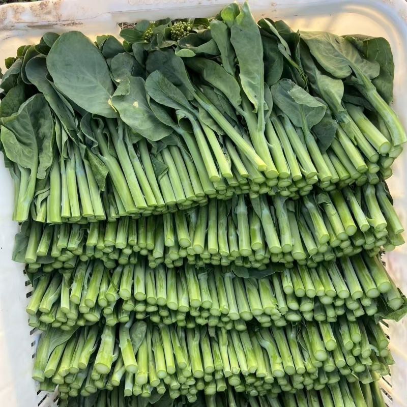 港种迟花甜脆芥兰种子大笋迟花芥蓝澄海粗条甜芥兰菜耐寒