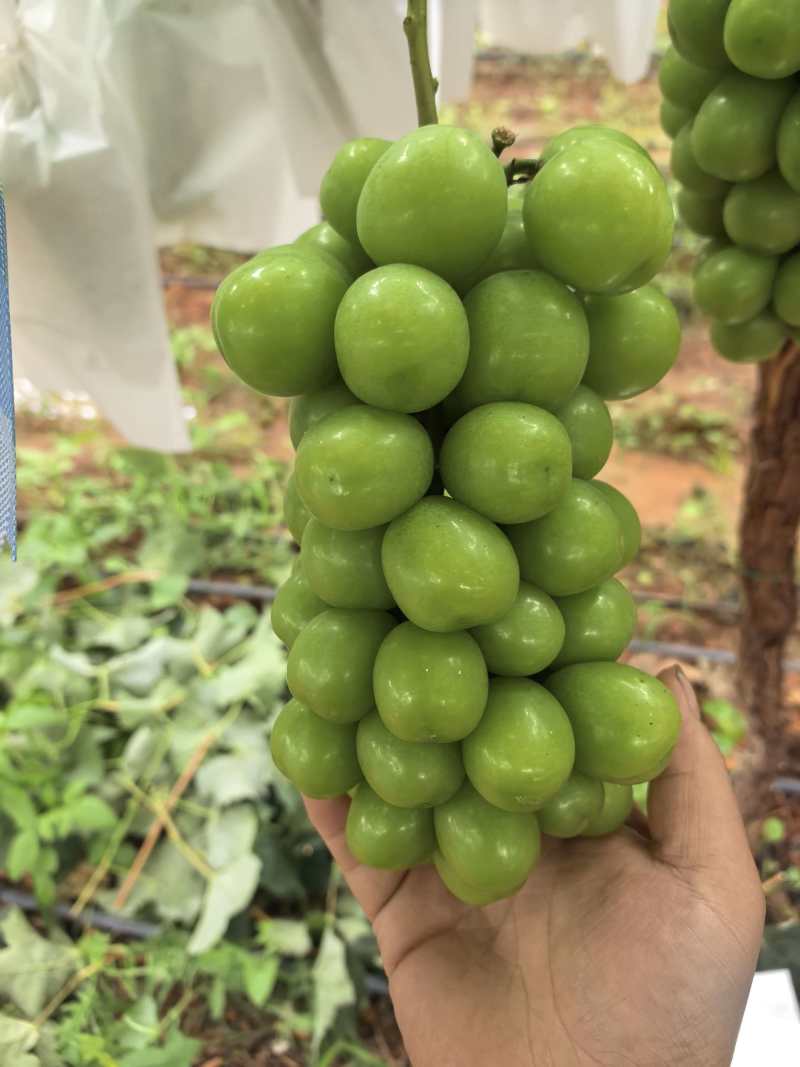 阳光玫瑰