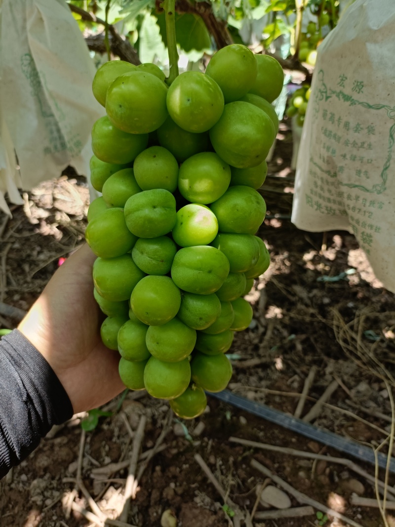 阳光玫瑰