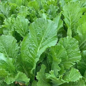 甜竹芥菜种子早熟抗病耐雨水芥种籽厚肉口感甜嫩春夏秋季