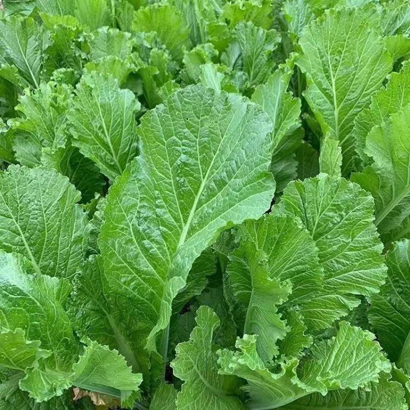 甜竹芥菜种子早熟抗病耐雨水芥种籽厚肉口感甜嫩春夏秋季