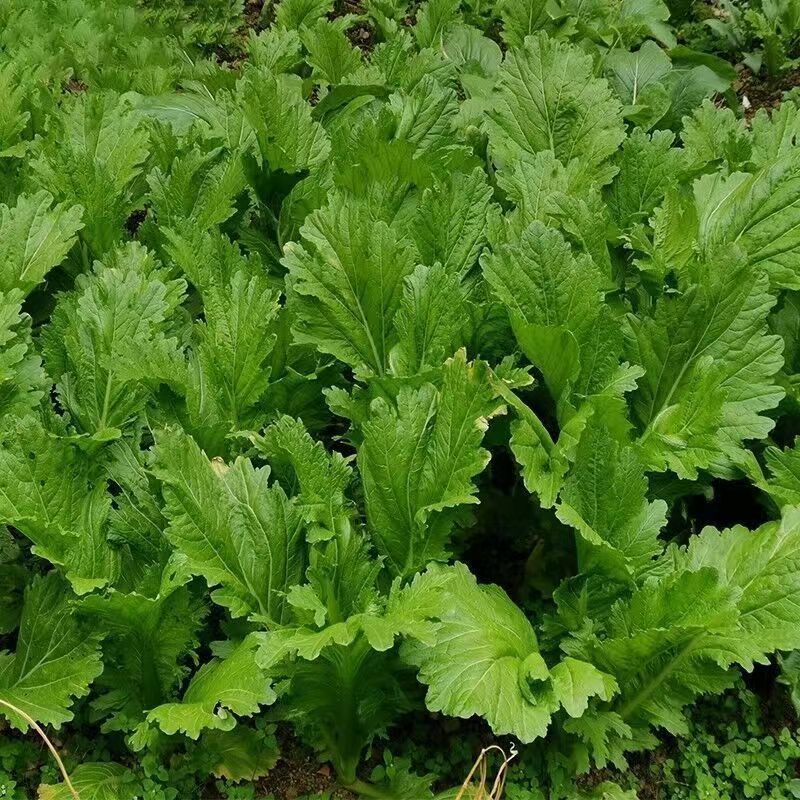 甜竹芥菜种子早熟抗病耐雨水芥种籽厚肉口感甜嫩春夏秋季