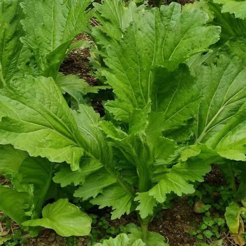 甜竹芥菜种子早熟抗病耐雨水芥种籽厚肉口感甜嫩春夏秋季