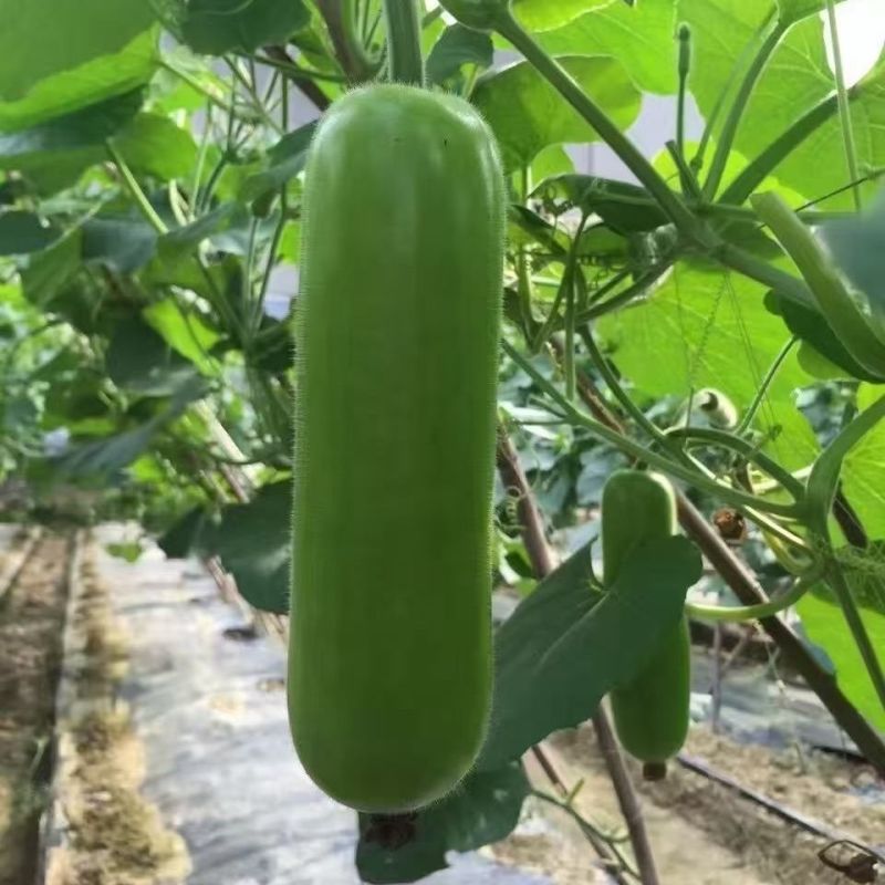 浙蒲903蒲瓜种子杂交早熟耐低温中棒型蒲瓜种子春秋抗病高
