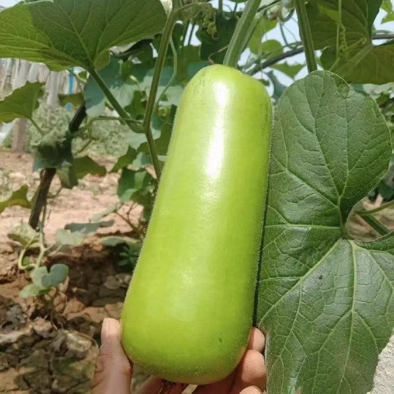 浙蒲9号瓠瓜种子早熟短棒形蒲瓜种子瓜皮绿色光泽度好短瓠瓜