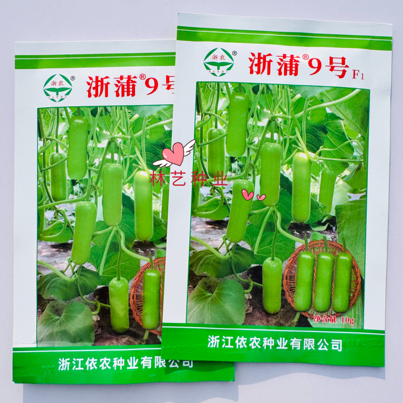 浙蒲9号瓠瓜种子早熟短棒形蒲瓜种子瓜皮绿色光泽度好短瓠瓜
