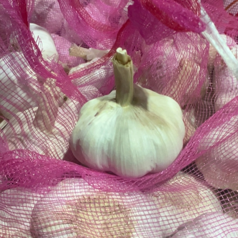 6公分蒜头