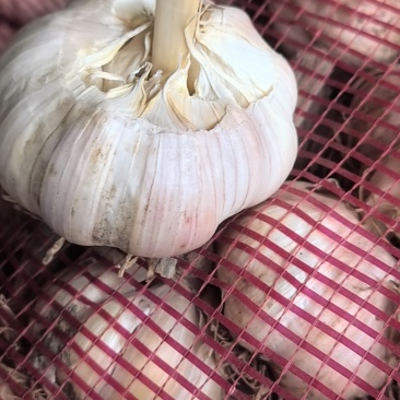 红蒜500袋左右