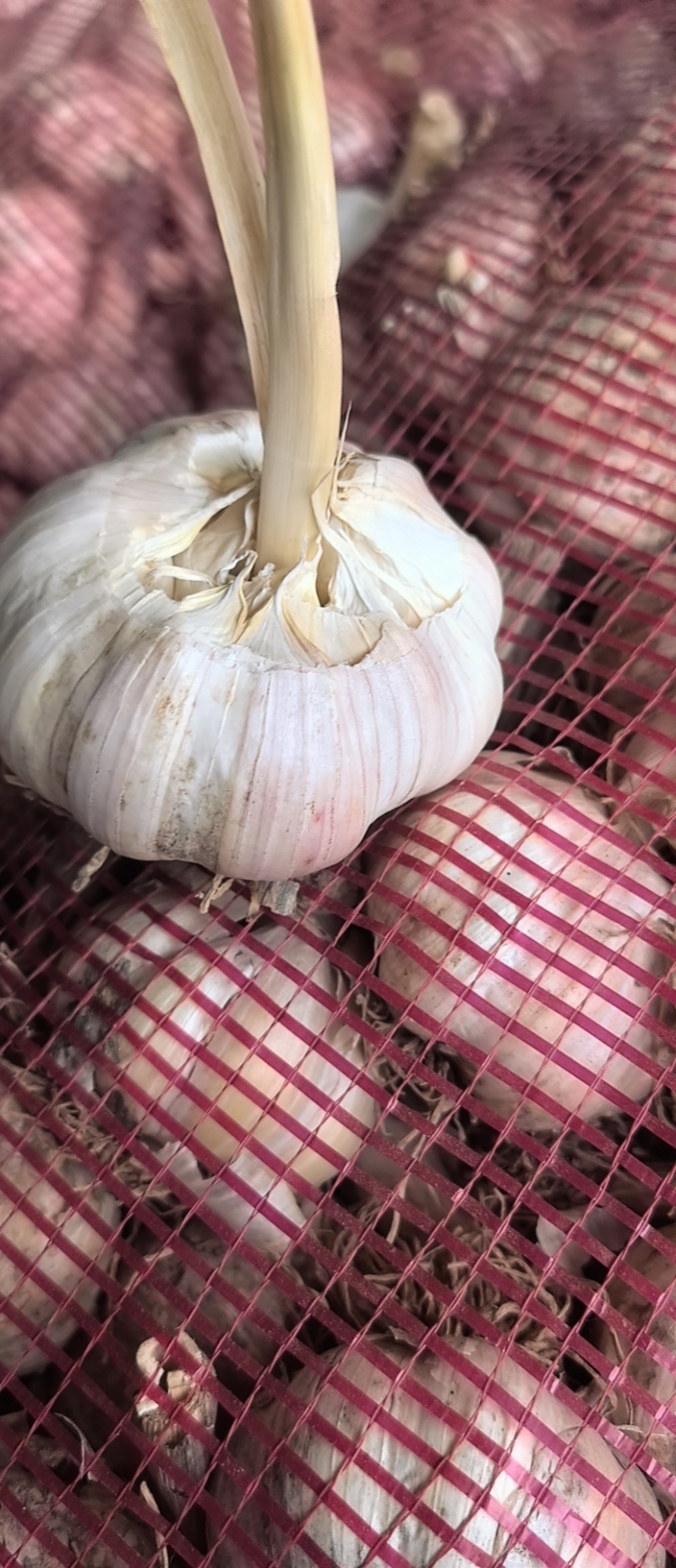 红蒜500袋左右