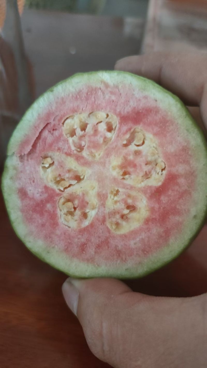 新安红白心芭乐