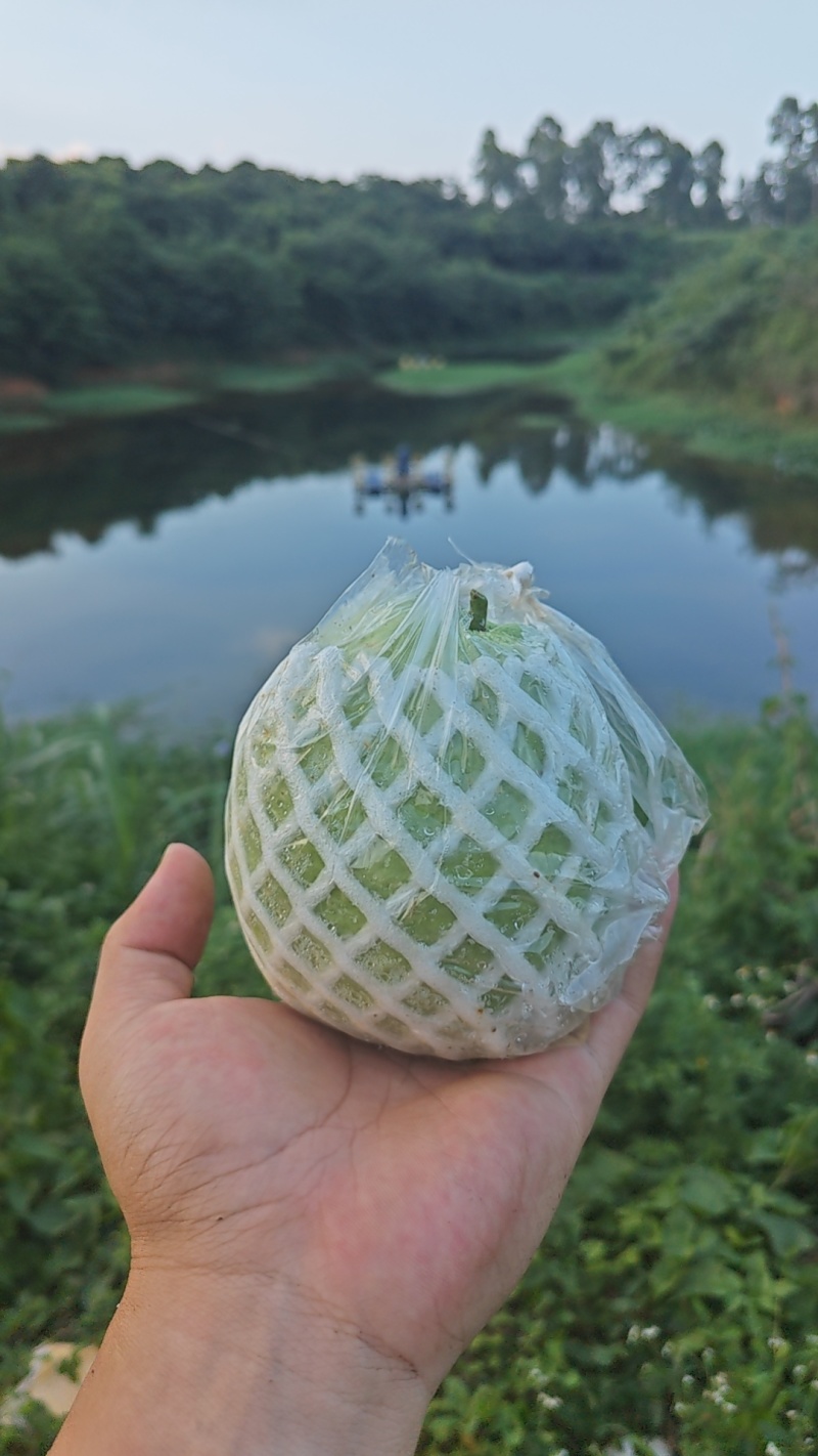 新安红白心芭乐