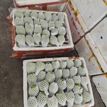 新安红白心芭乐