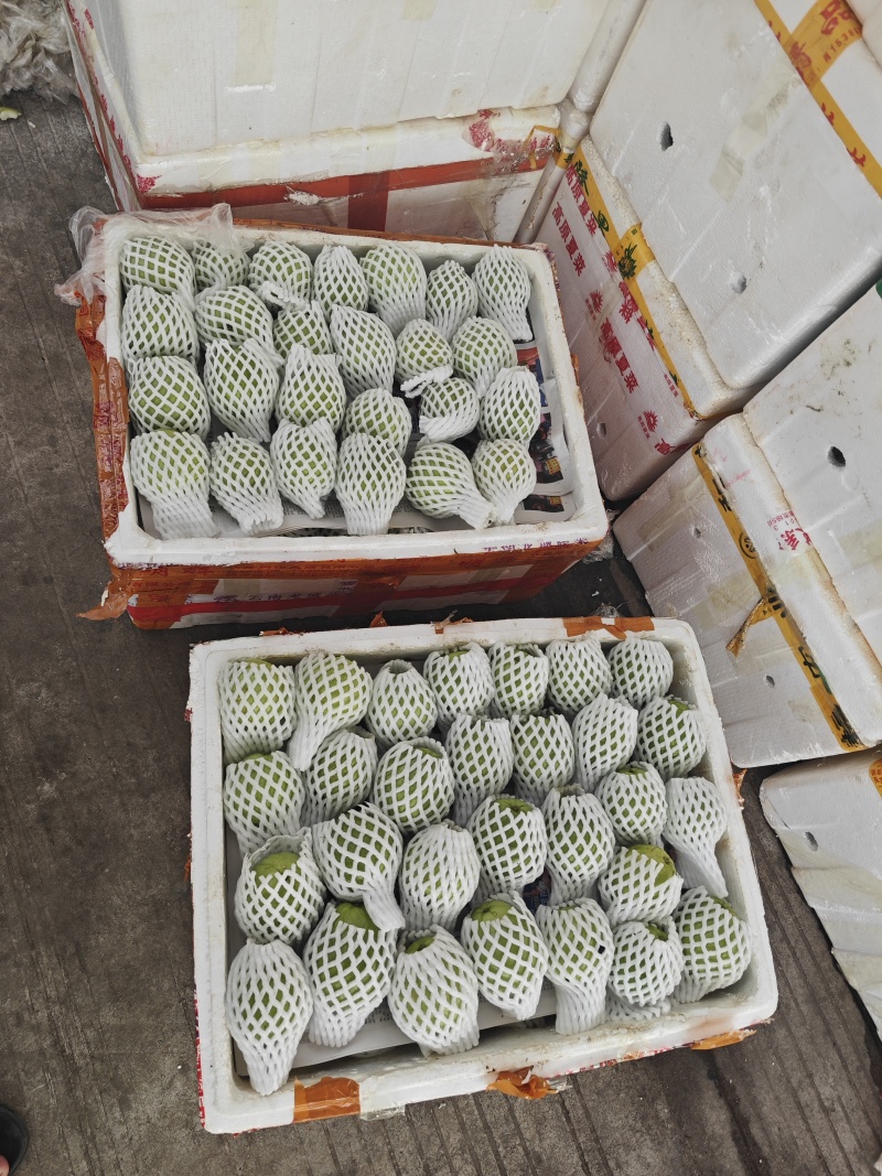 新安红白心芭乐