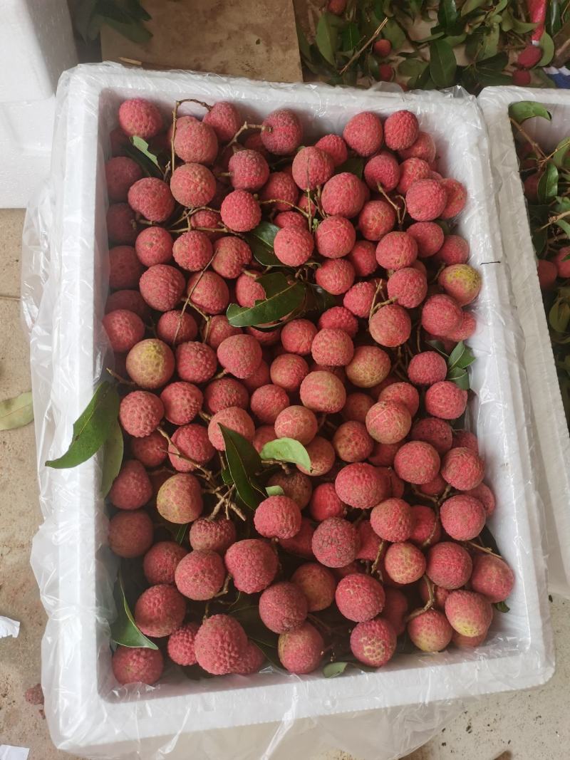 桂平禾荔荔枝，仙进奉，糯米糍，白糖罂，