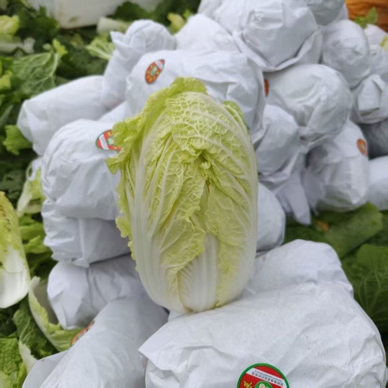 首指秀丽娃娃菜种子生长快速超矮微型结球白菜容易种