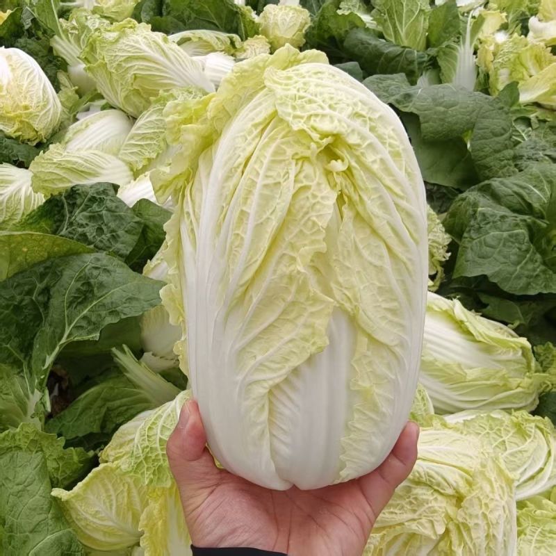 首指秀丽娃娃菜种子生长快速超矮微型结球白菜容易种