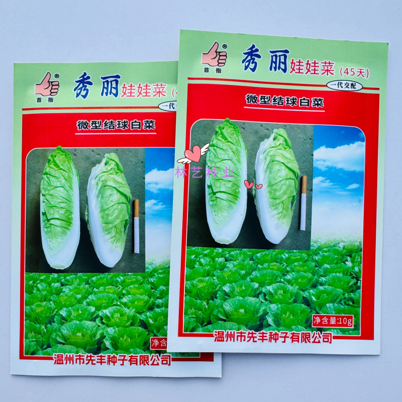 首指秀丽娃娃菜种子生长快速超矮微型结球白菜容易种