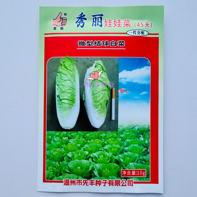 首指秀丽娃娃菜种子生长快速超矮微型结球白菜容易种