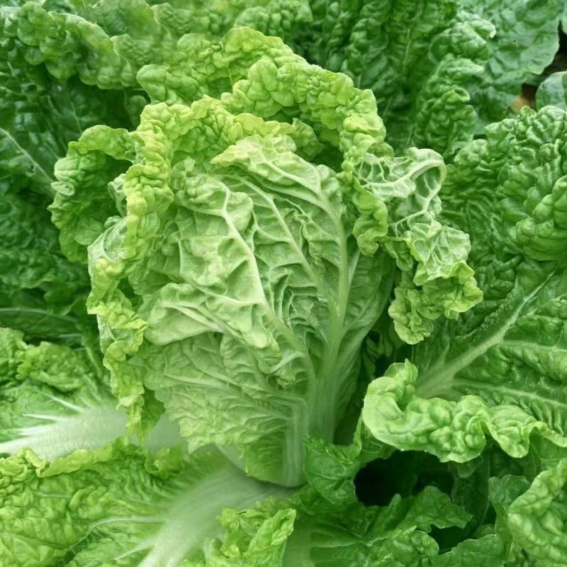 翡翠绿大白菜种子农家菜园秋播青杆皱叶结球丰产白菜籽蔬