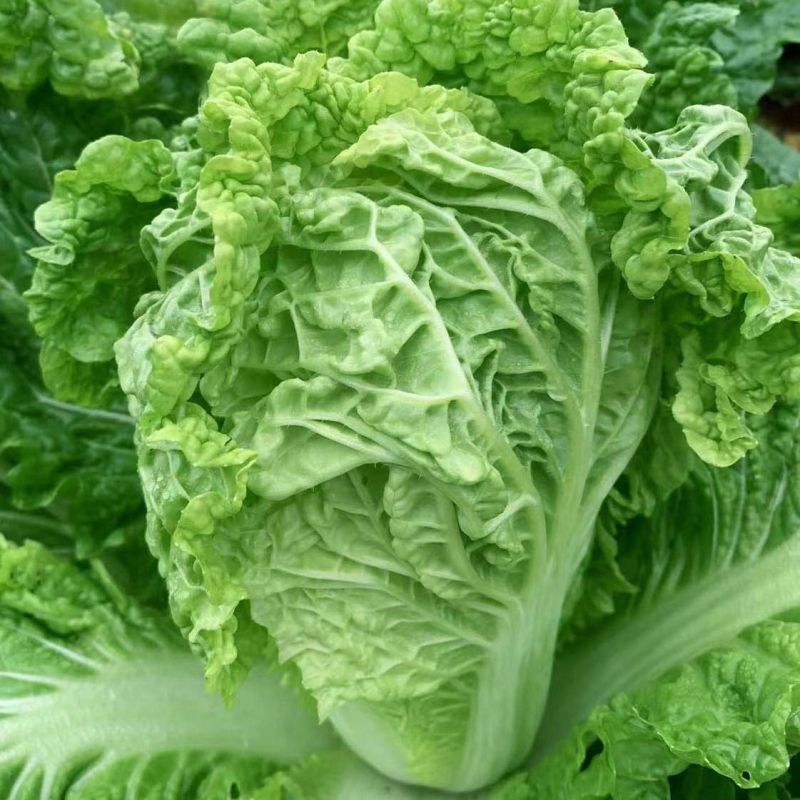 翡翠绿大白菜种子农家菜园秋播青杆皱叶结球丰产白菜籽蔬