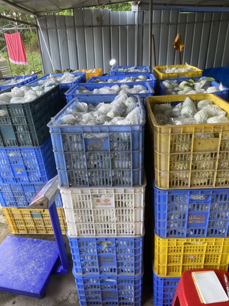 珍珠红心芭乐西瓜红番石榴现摘新鲜水果一件批发