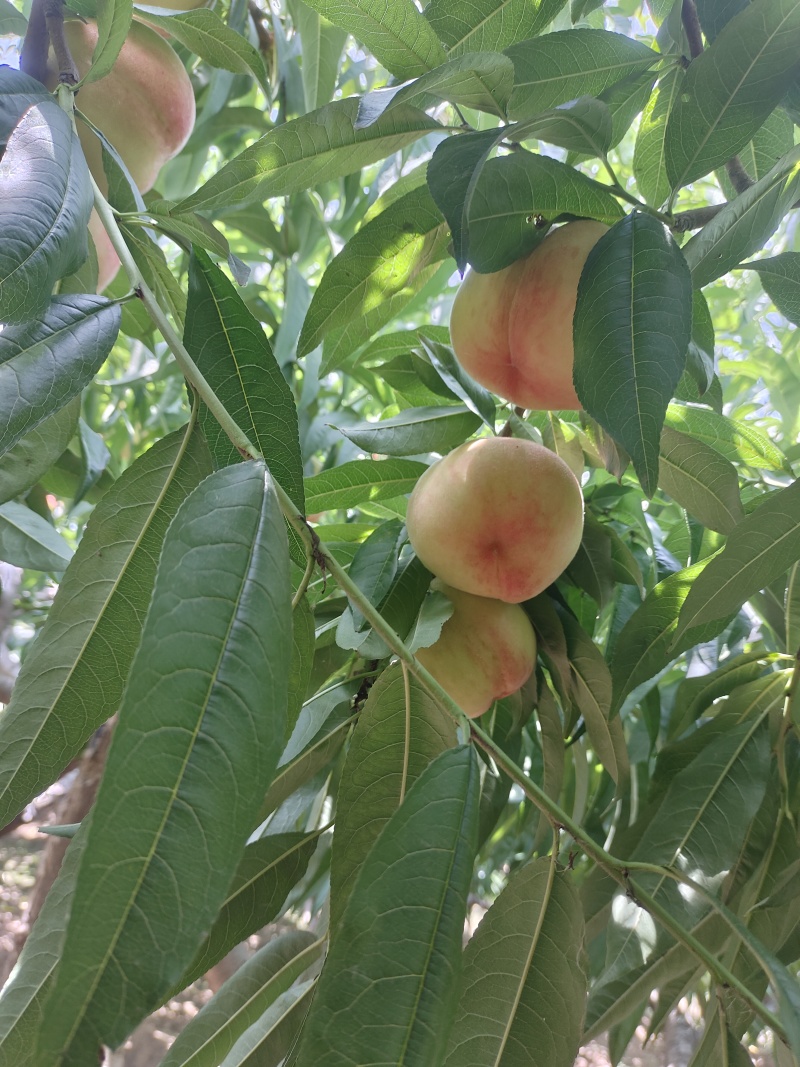 纯沙地的桃子，沙红桃，大量上市。脆甜多汁。离胡桃。