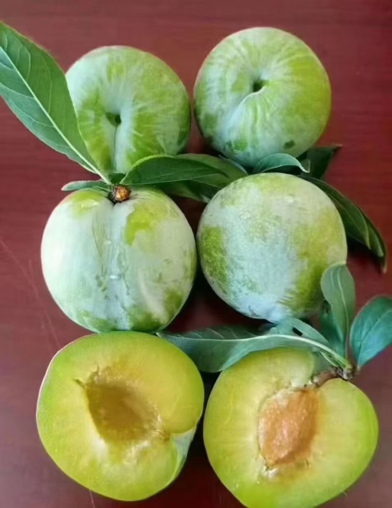 桃李