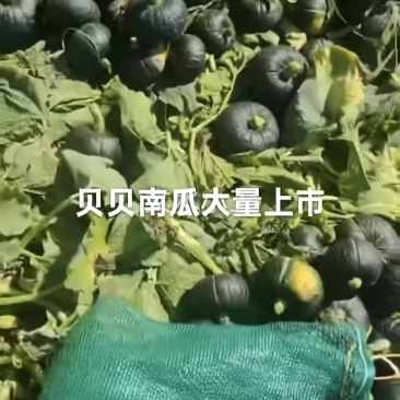 贝贝南瓜，绿色无公害有需要的联系***********