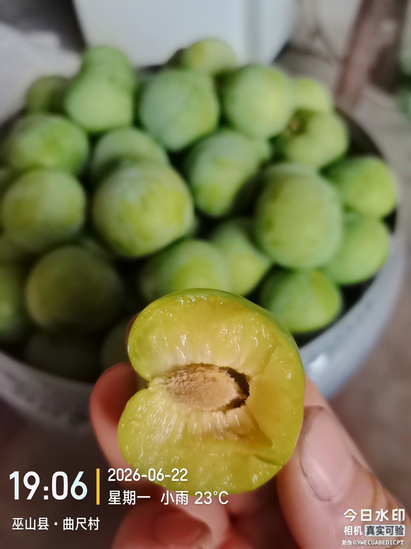 重庆巫山脆李，早熟李大量上市了！每天供应量在1-20吨