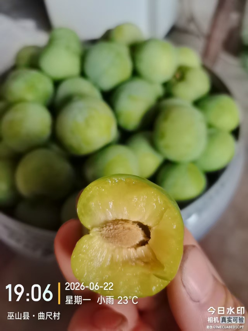 巫山脆李核心产区，大量上市了，早熟李大量供应，每天新鲜供