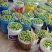 巫山脆李核心产区，大量上市了，早熟李大量供应，每天新鲜供