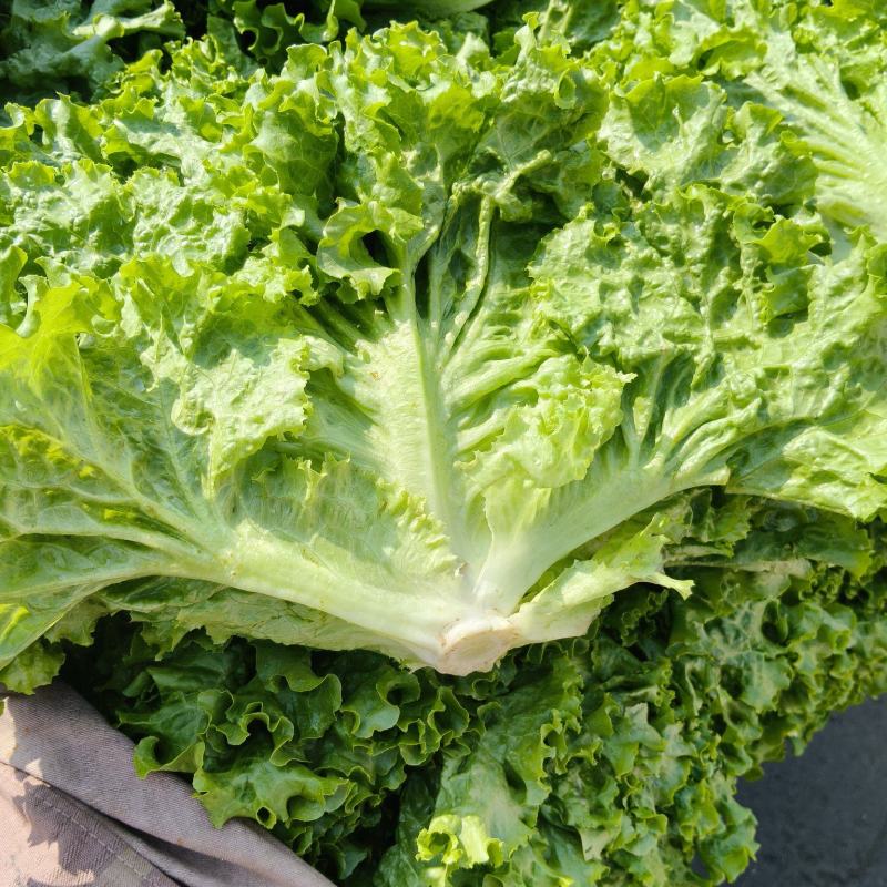 生菜