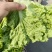 生菜