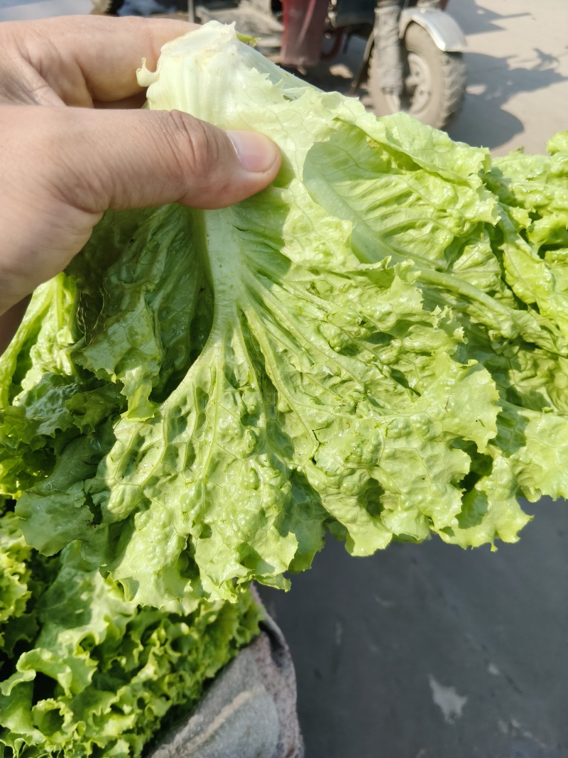 生菜