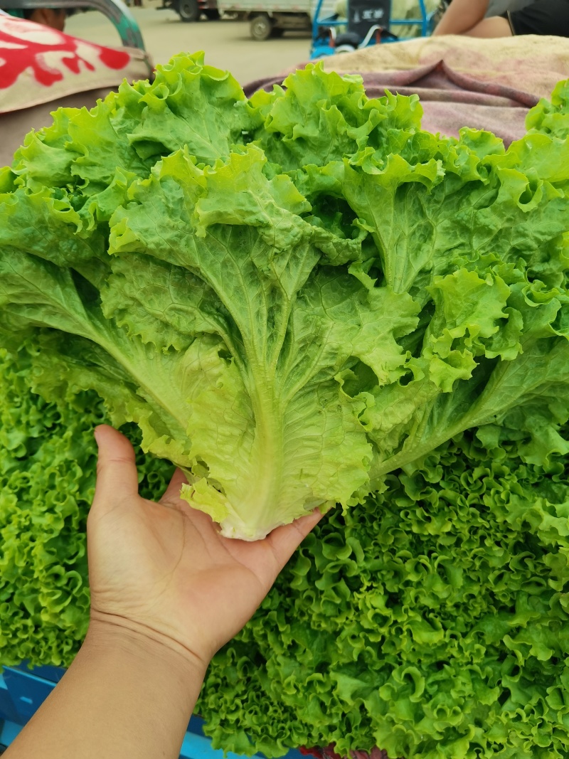 生菜